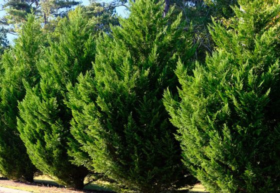 Leylandii Cypress Trees