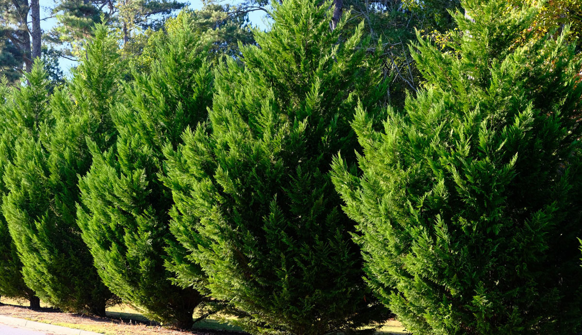 Leylandii Cypress Trees
